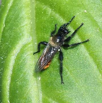 Image of Laphria janus McAtee 1919