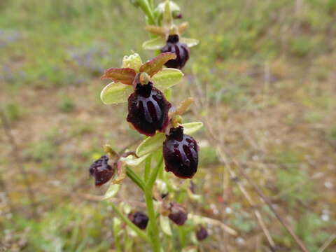 Слика од Ophrys sphegodes subsp. passionis (Sennen) Sanz & Nuet
