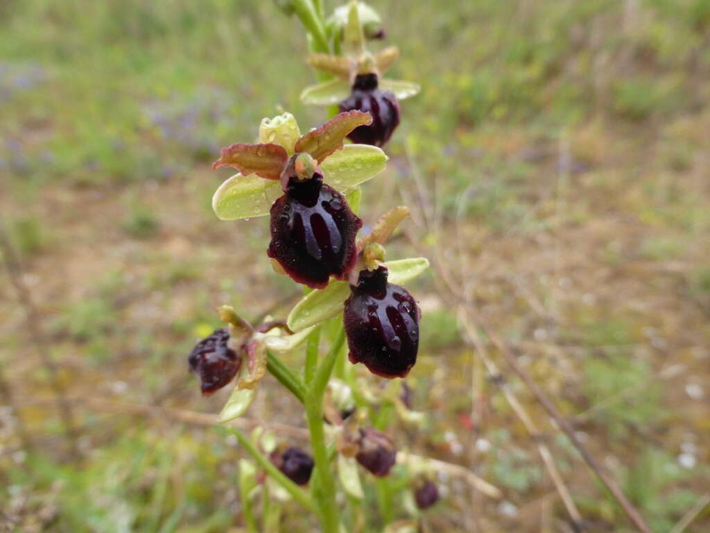 Image of Ophrys sphegodes subsp. passionis (Sennen) Sanz & Nuet