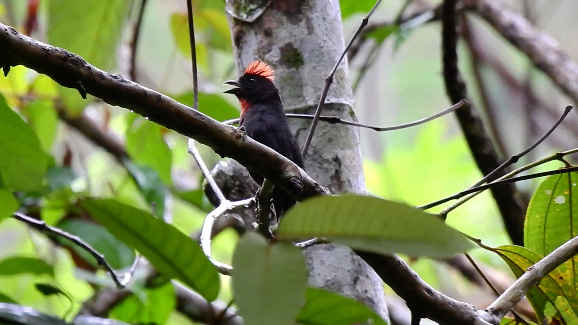 Image of Sooty Ant Tanager