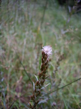 Image of heath cudweed