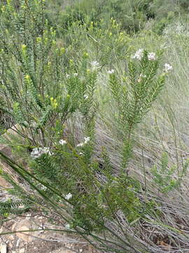 Image of Phylica pinea Thunb.