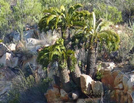 Image of Suurberg Cycad