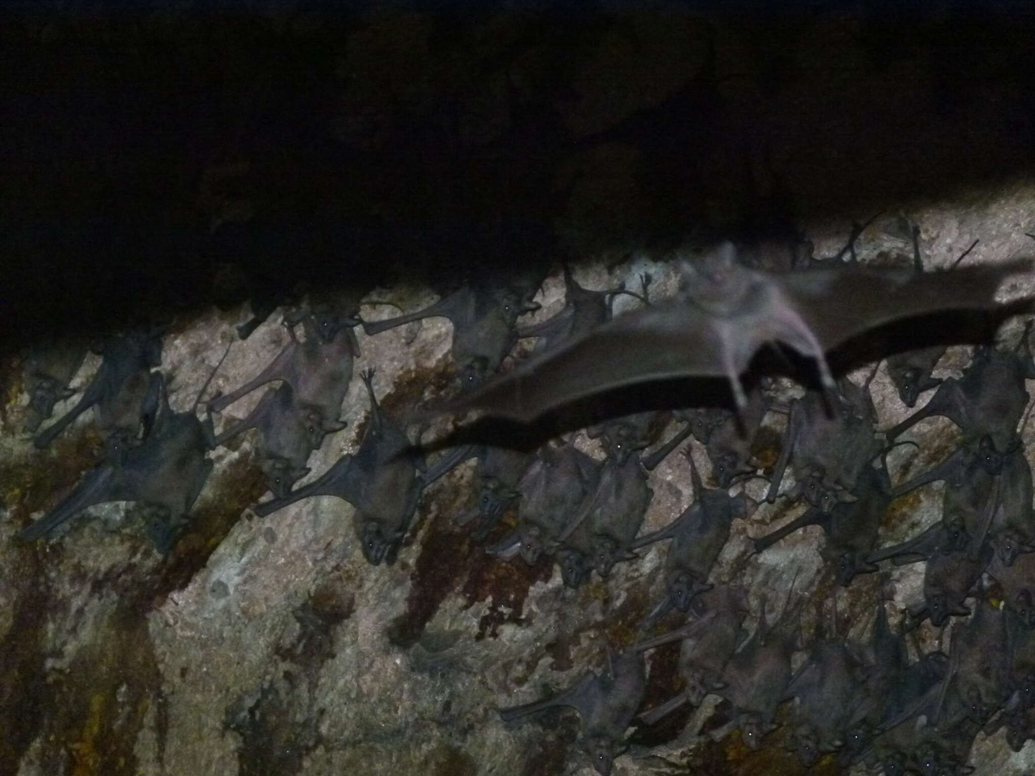 Image of Greater Mouse-tailed Bat