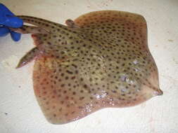 Image of Spotted Ray