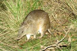 Image of Nuyts Southern Brown Bandicoot