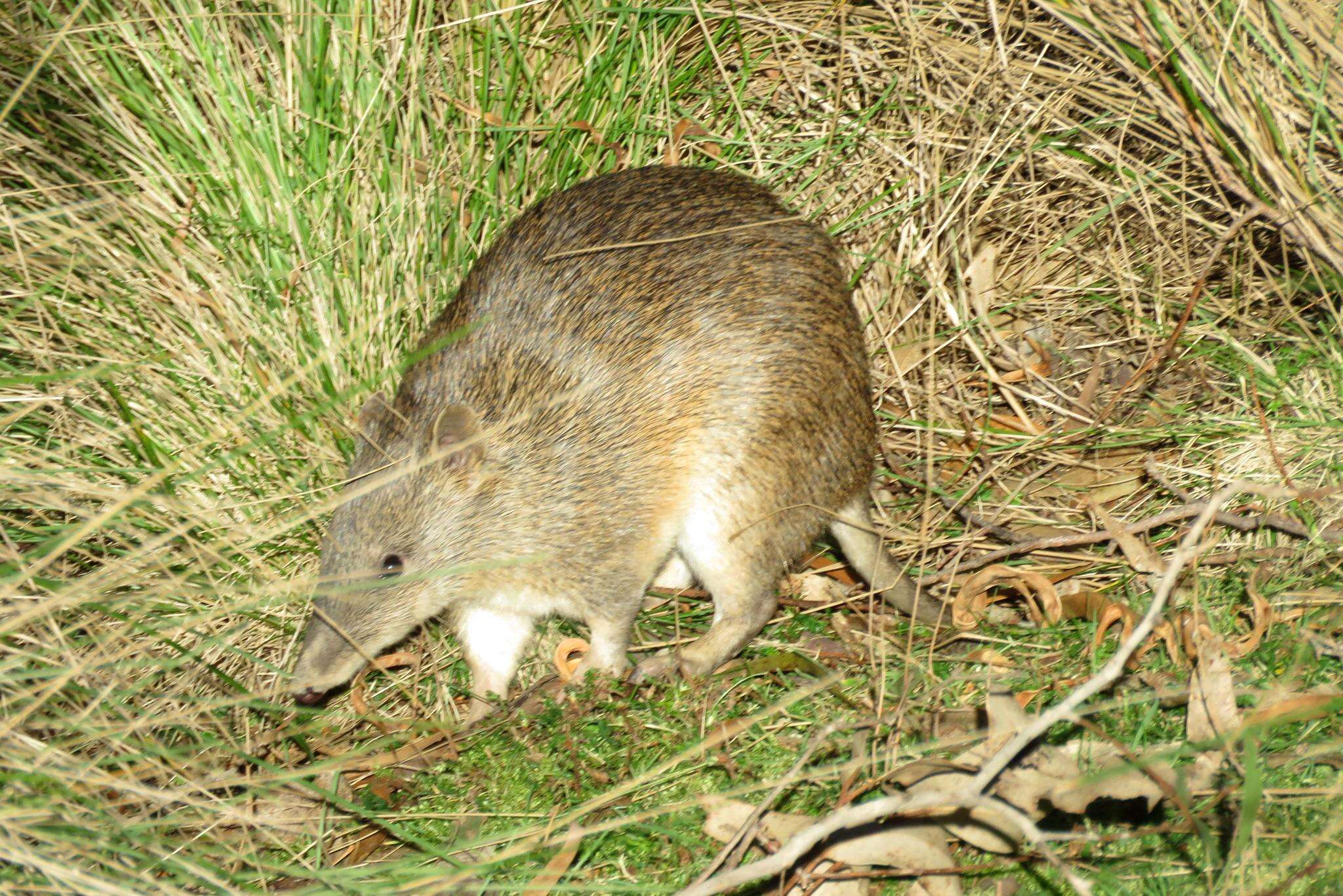 Image of Nuyts Southern Brown Bandicoot