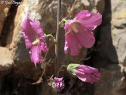 Image de Alcea dissecta (Baker) Zoh.