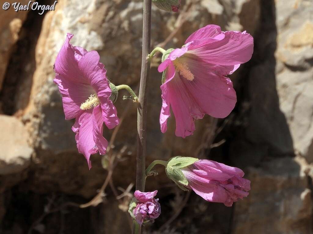 Image de Alcea dissecta (Baker) Zoh.