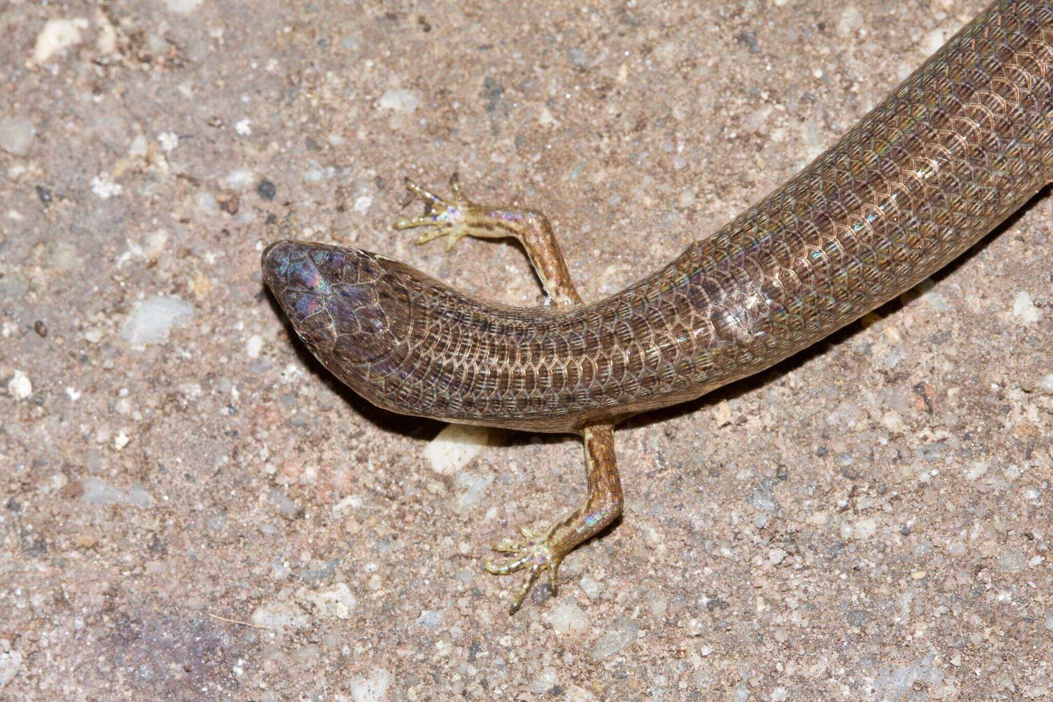 Image of Southern Weasel Skink