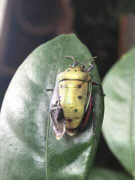 Image of <i>Calliphara nobilis</i>