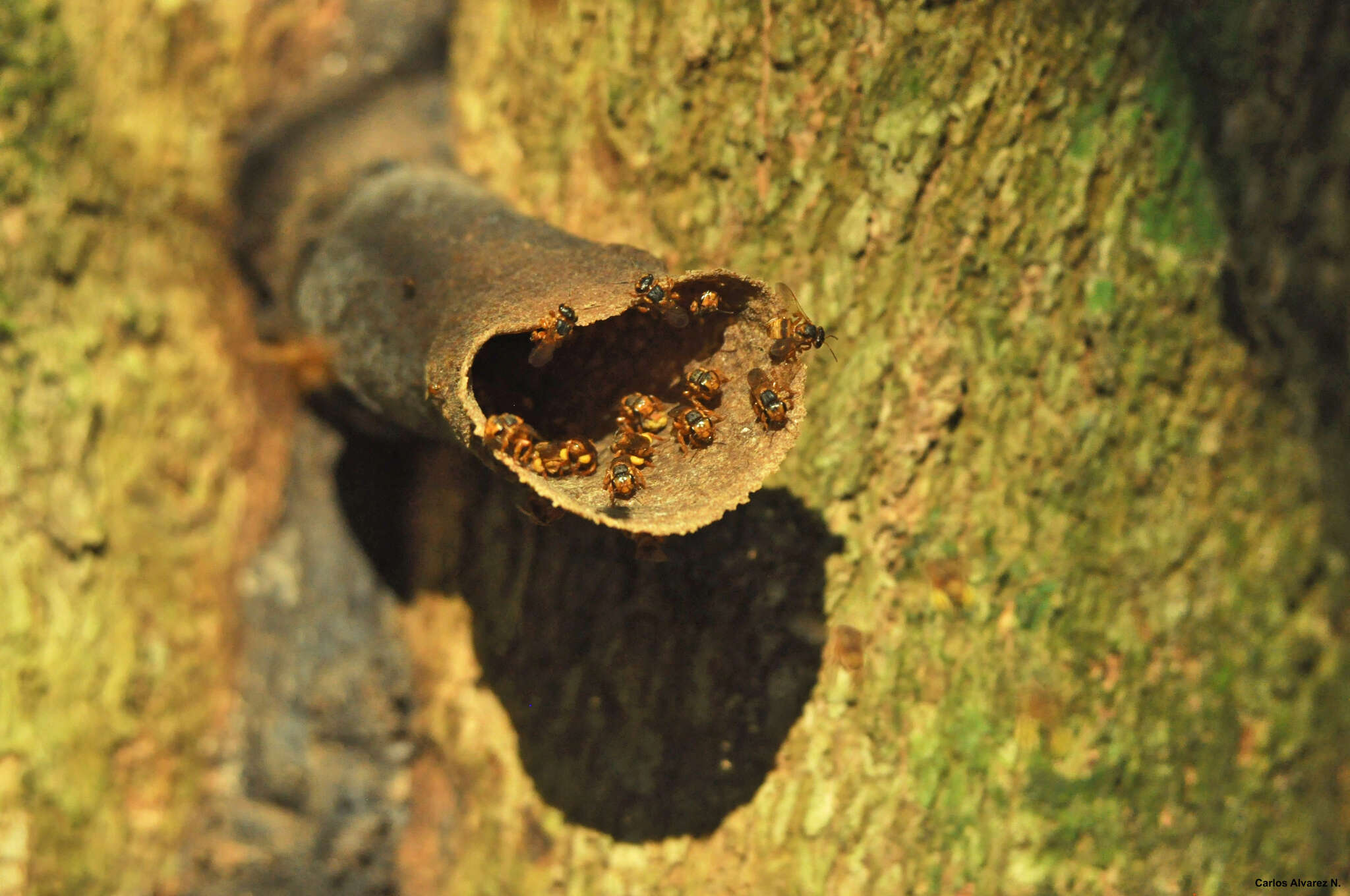 Scaptotrigona pectoralis (Dalla Torre 1896) resmi