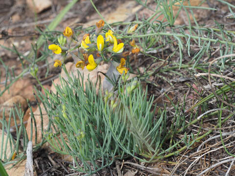 Image of Lebeckia plukenetiana E. Mey.