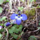 Image of Lobelia scebelii Chiov.