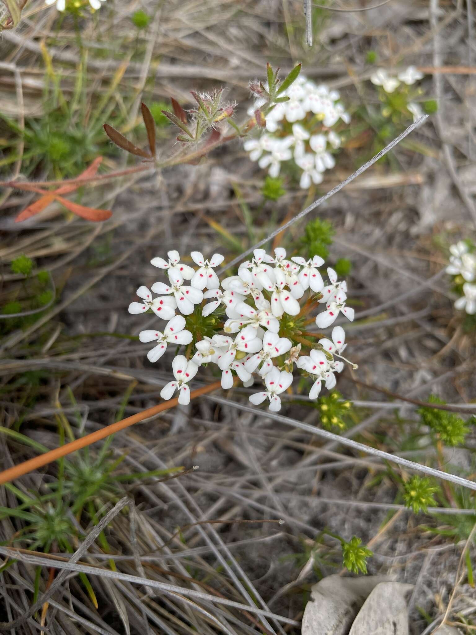 Image of Stylidium guttatum R. Br.