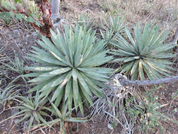 Agave macroacantha Zucc. resmi