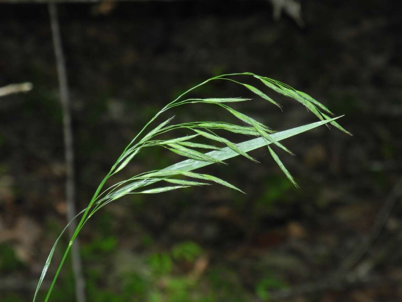 Image of Nottoway Valley brome