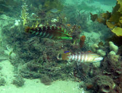 Image of Gunther's wrasse