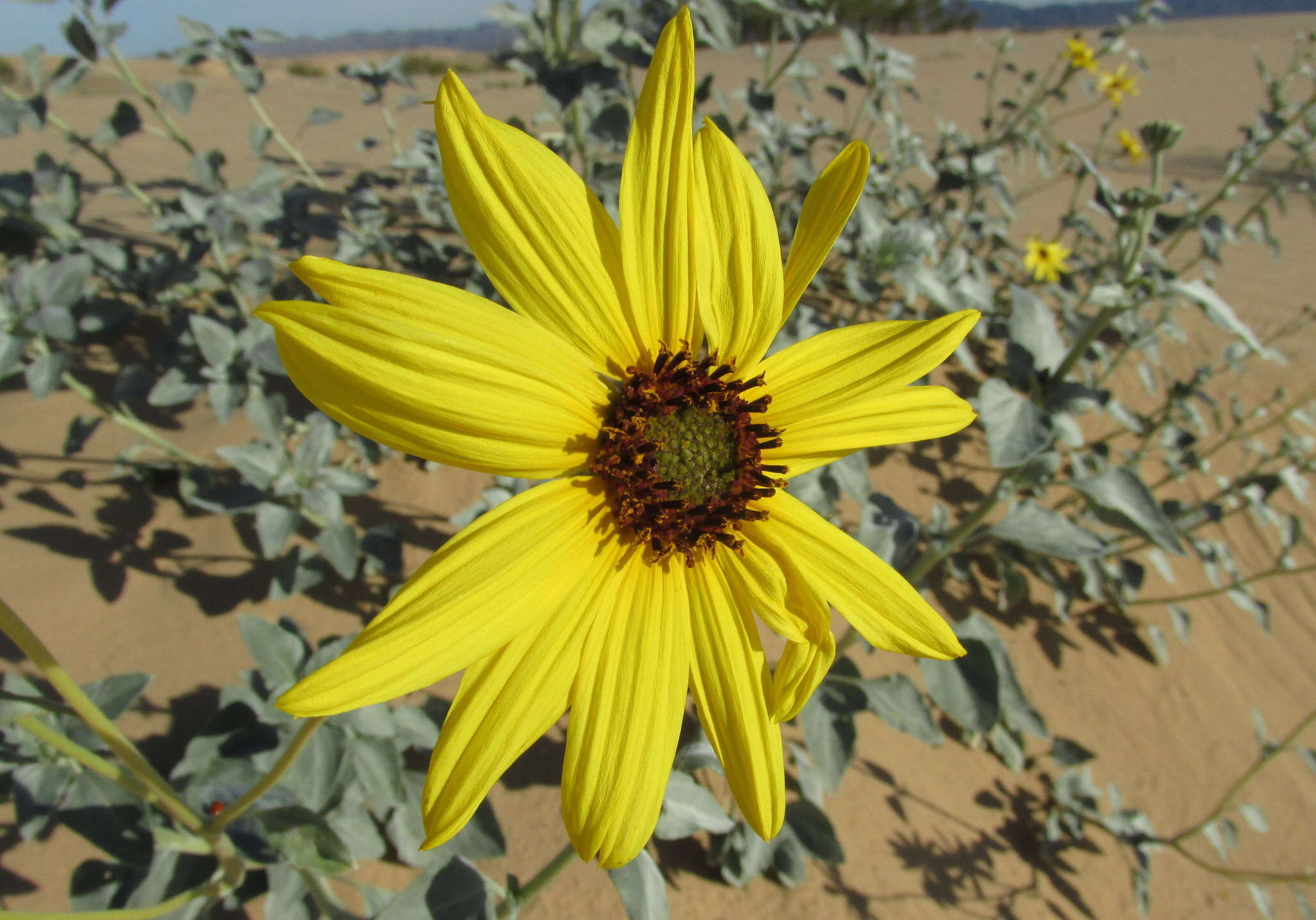 Image of Algodones sunflower