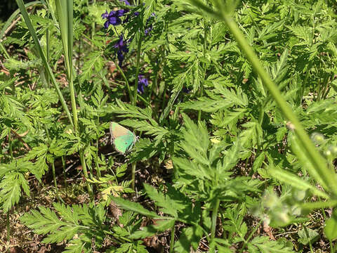 Image of Lotus Hairstreak