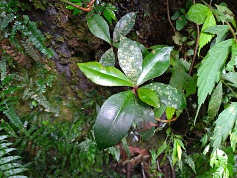 صورة Ardisia chinensis Benth.