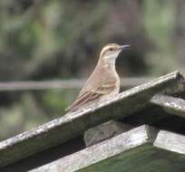 Image of Long-tailed Cinclodes