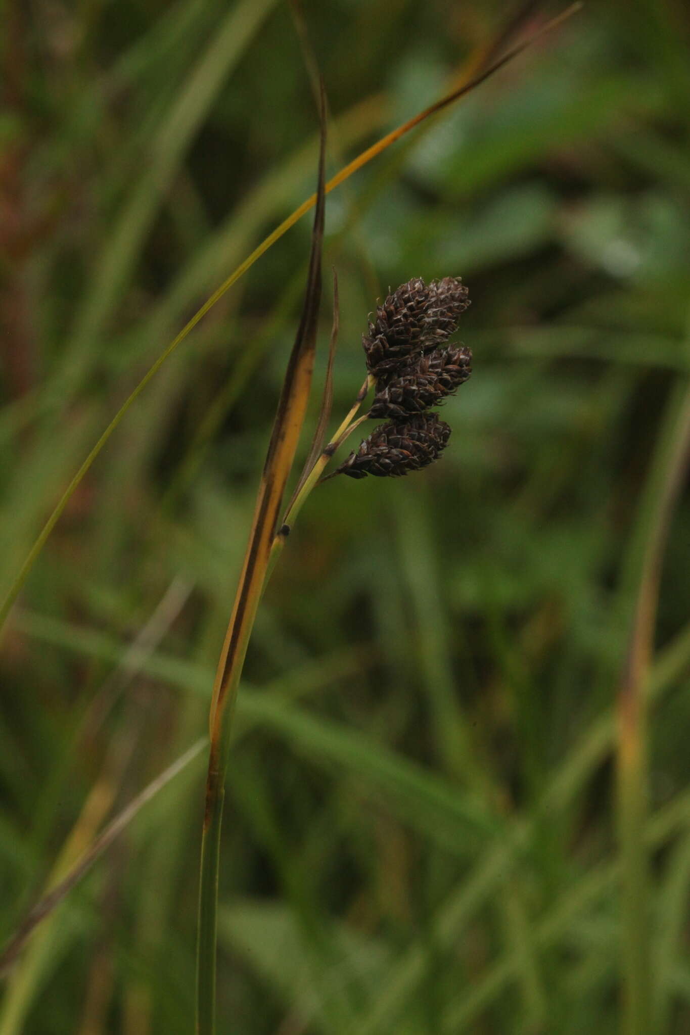 Image of Carex aterrima Hoppe