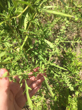 Image of weakleaf bur ragweed