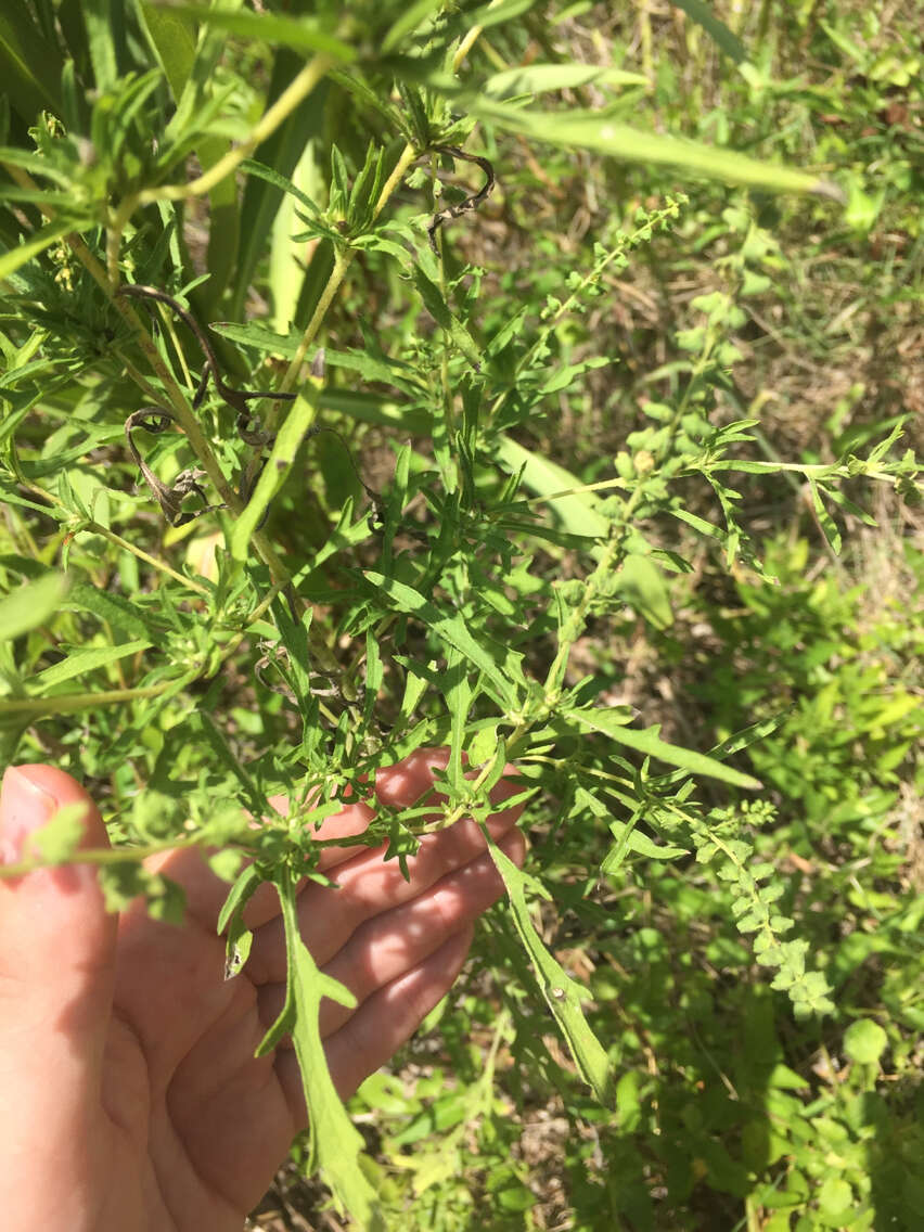 Image of weakleaf bur ragweed