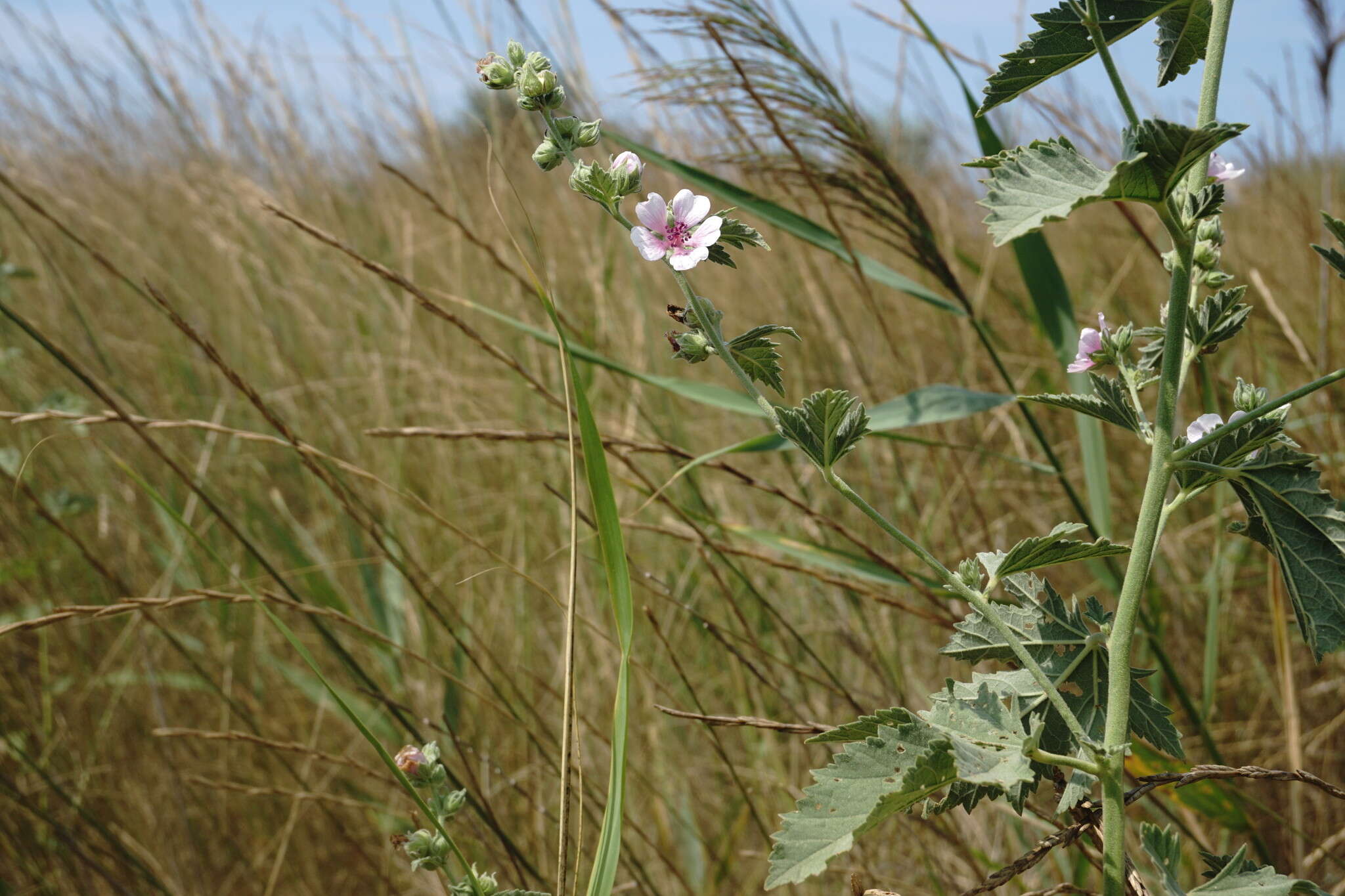 Image of Althaea × taurinensis