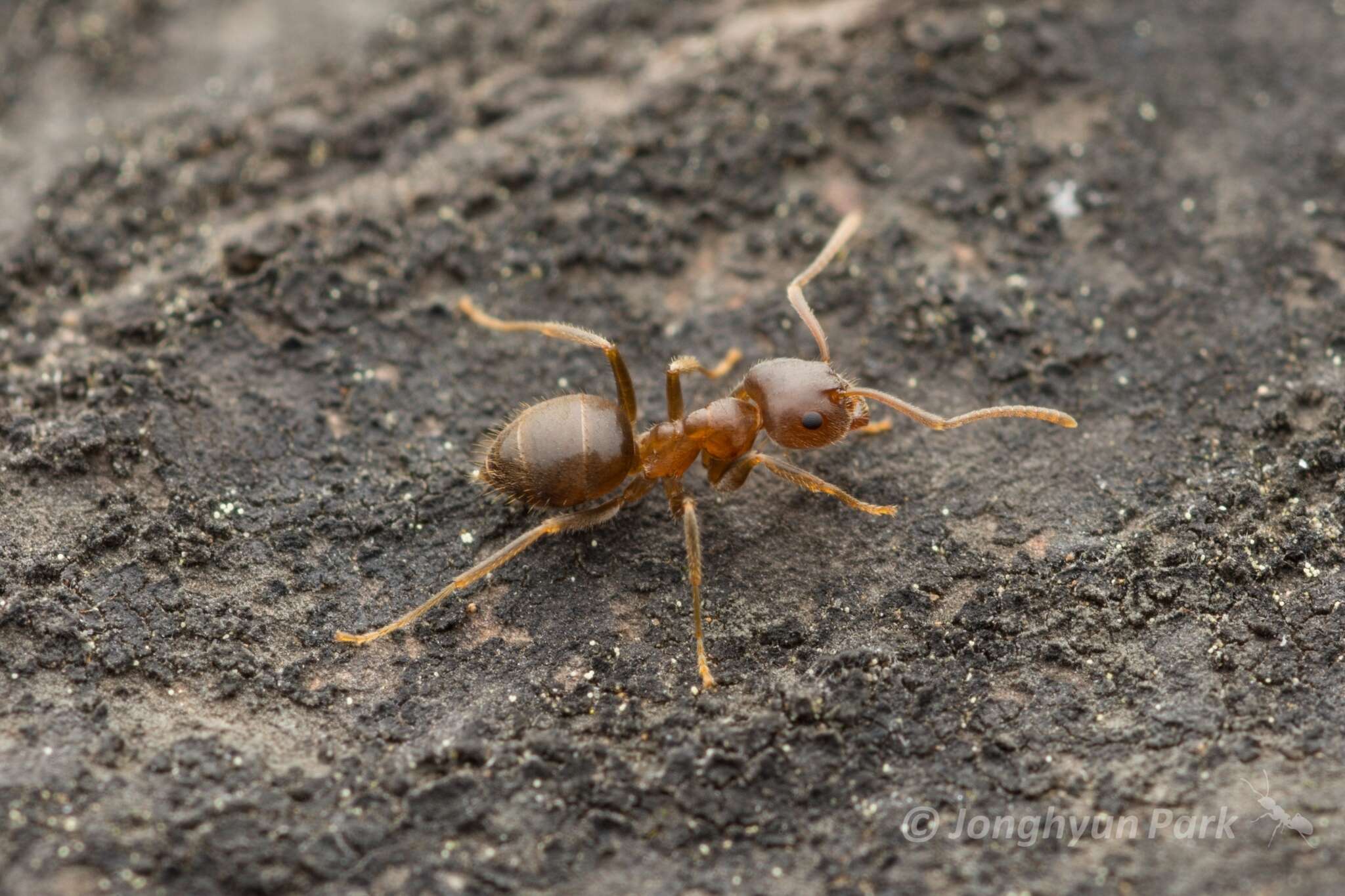 Image de Lasius hayashi Yamauchi & Hayashida 1970