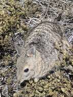 Image of Banded Hare Wallaby