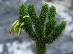 Image of Erica coccinea subsp. coccinea