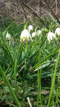 Image of Spring Snowflake