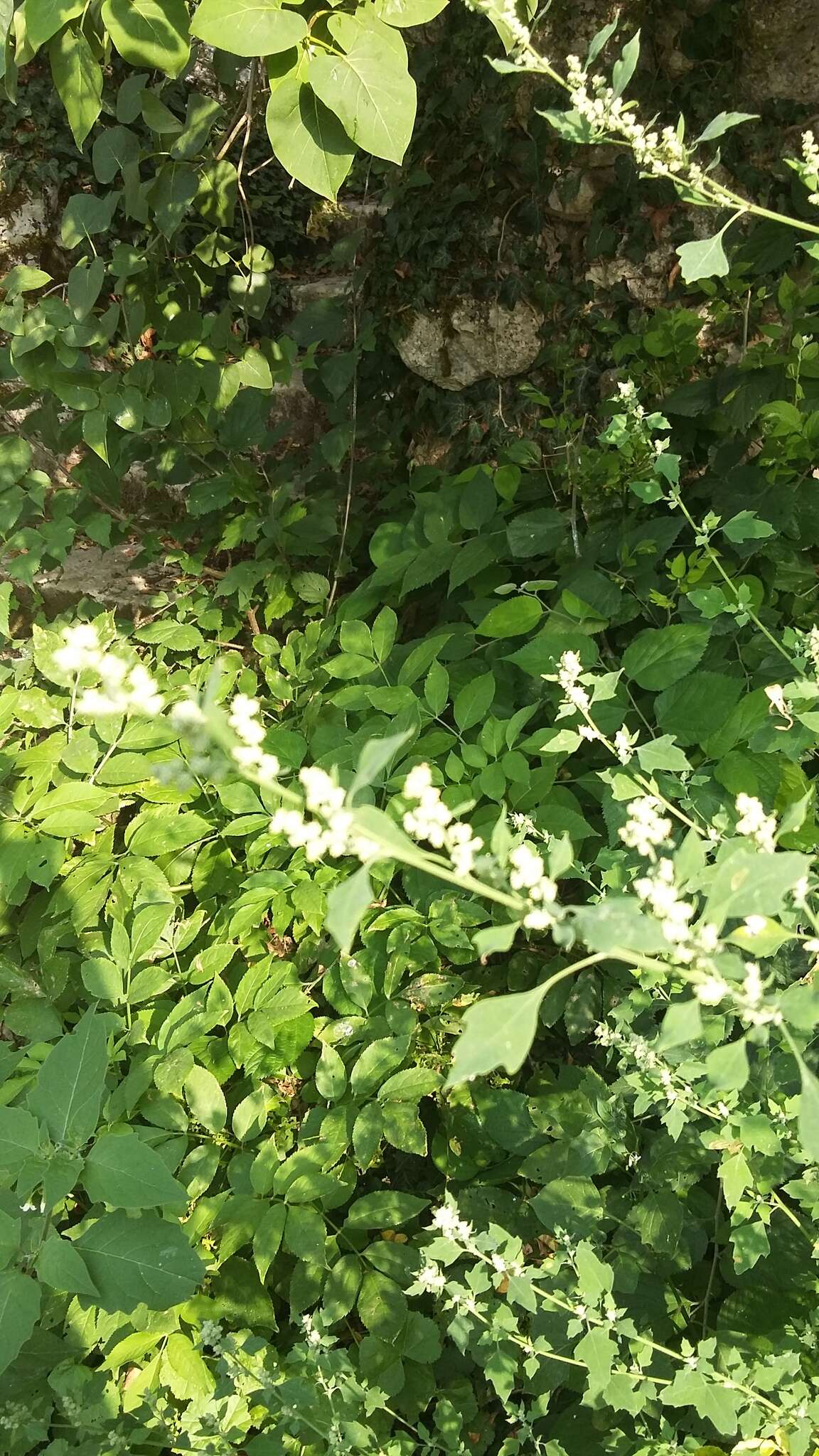 Plancia ëd Chenopodium opulifolium Schrader