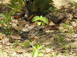 Image de Burhinus capensis capensis (Lichtenstein & Mhk 1823)