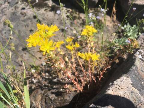 Image of wormleaf stonecrop