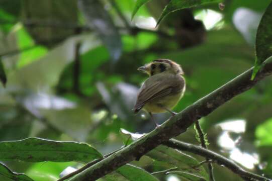 Platyrinchus coronatus Sclater & PL 1858的圖片