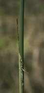 Слика од Schoenoplectus acutus (Muhl. ex Bigelow) Á. Löve & D. Löve