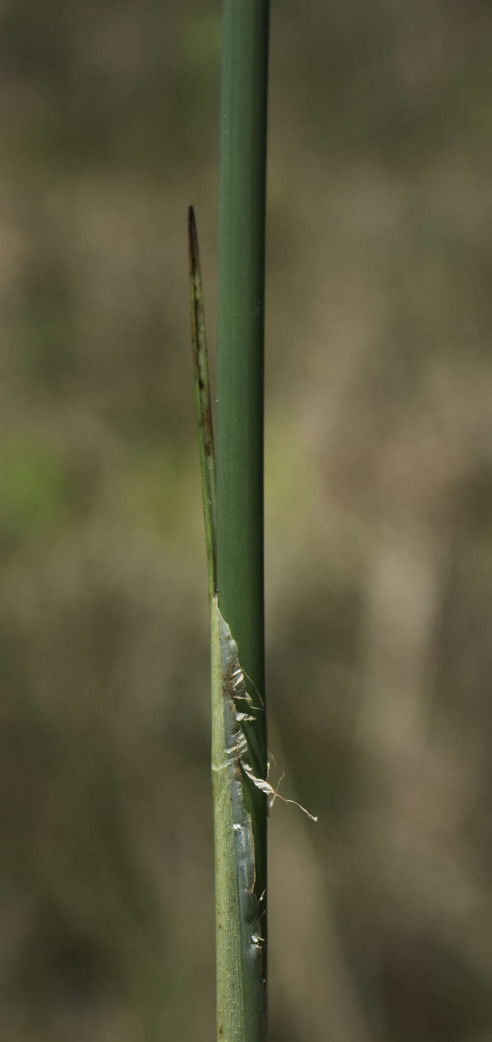 Image of Hardstem bulrush