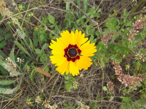 Imagem de Coreopsis basalis (Otto & A. Dietr.) Blake