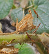 Image of Spined Stilt Bug