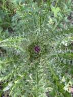 Plancia ëd Cirsium drummondii Torr. & A. Gray