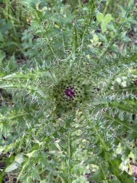 Image of dwarf thistle