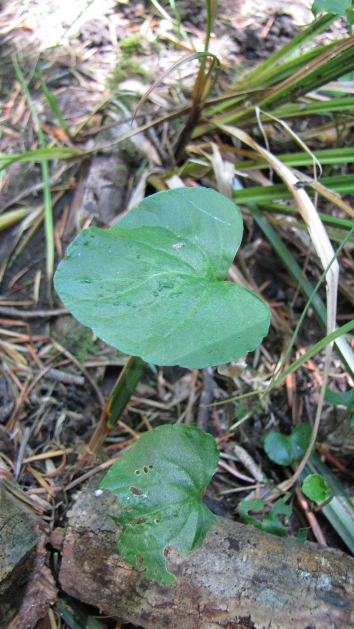 Plancia ëd Viola palustris L.