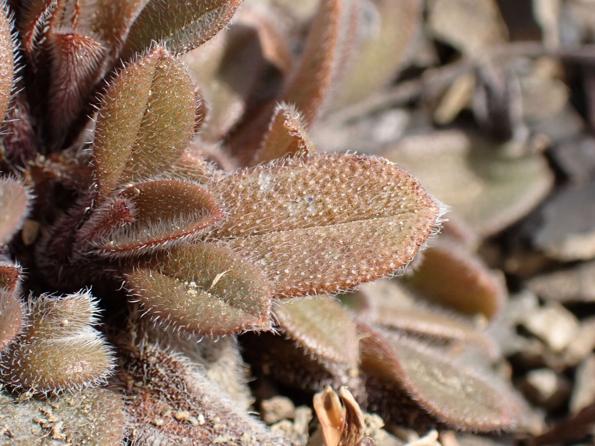 Image of Myosotis australis subsp. australis