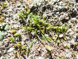 Image of Myosurus minimus subsp. novae-zelandiae (Oliver) P. J. Garnock-Jones
