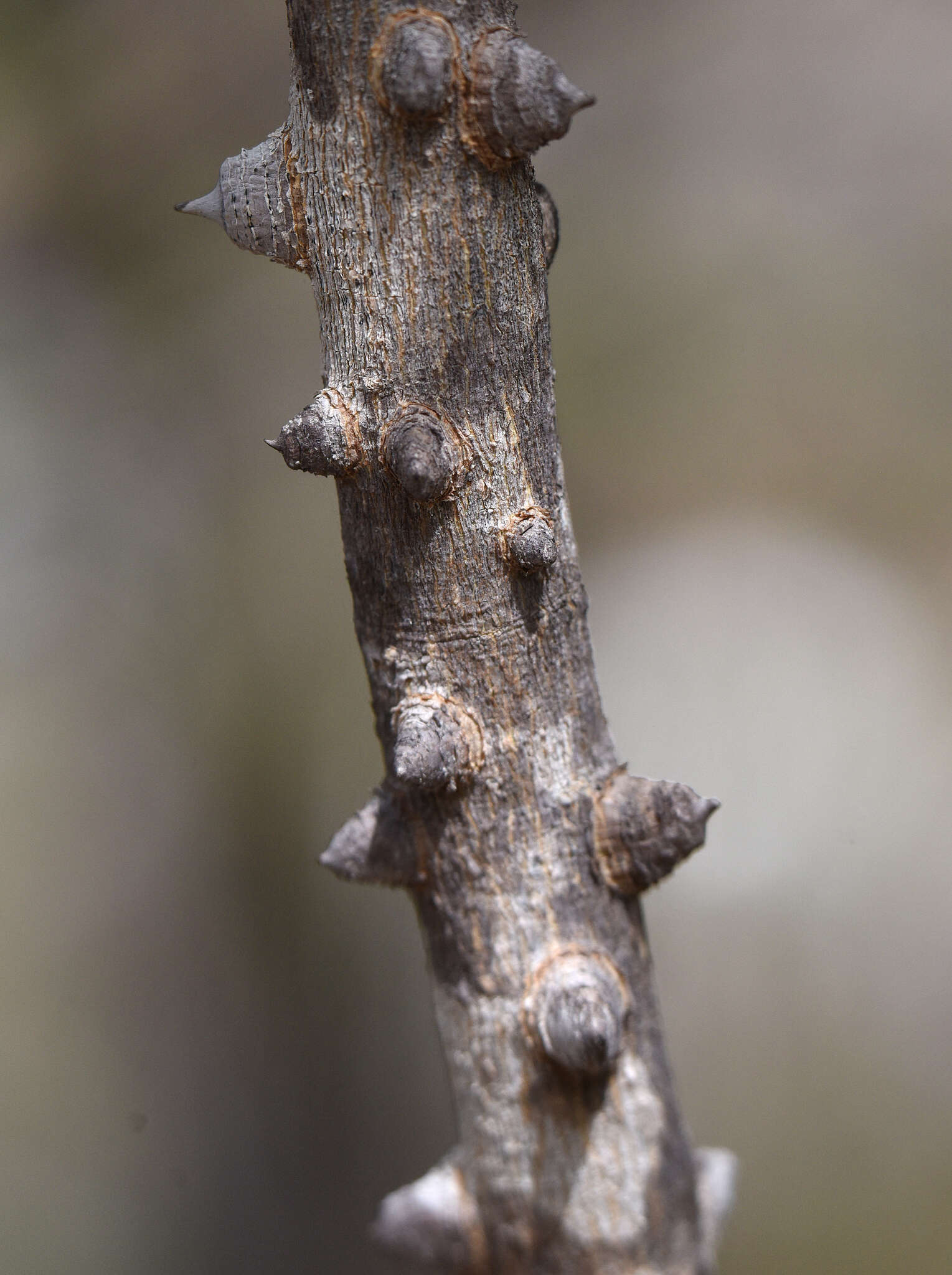 Слика од Zanthoxylum arborescens Rose