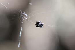 Image of Spiny orb-weavers