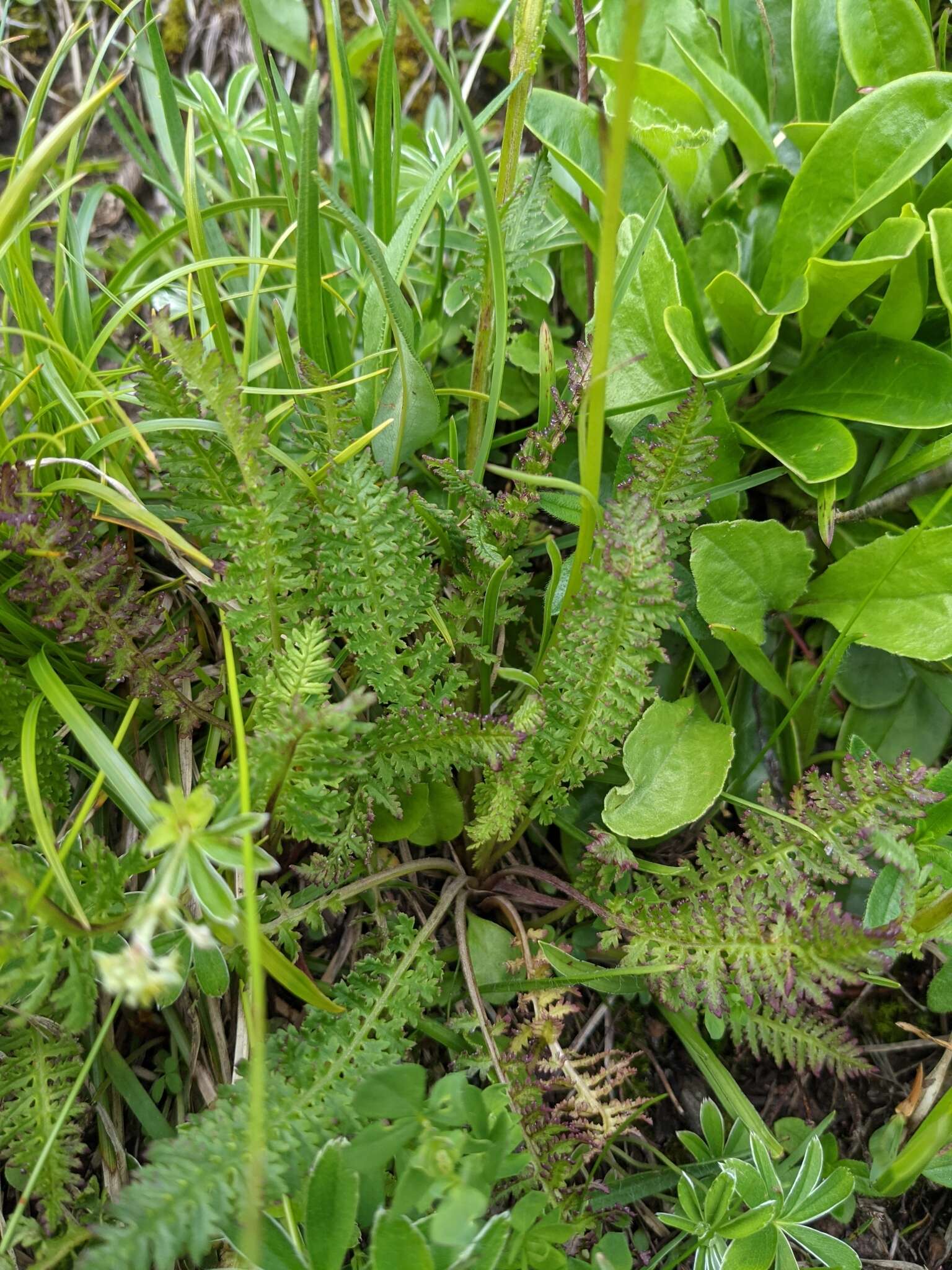 Image of Pedicularis ascendens Schleicher ex Gaudin